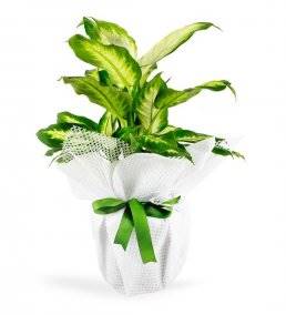 Tropic Dieffenbachia Saksı Çiçeği